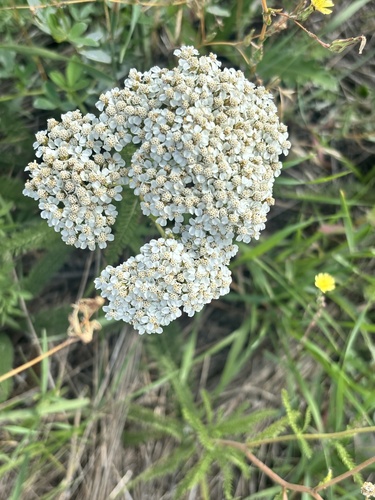 Yarrow