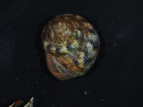 Calliostoma unicum, 2025-08-19