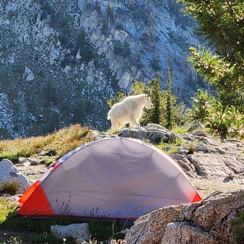 Mountain Goat photographed in Oregon