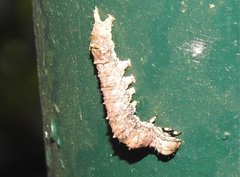 Ischyja