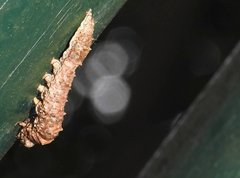 Ischyja