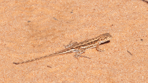 Southern Mallee Dragon, Ctenophorus tuniluki