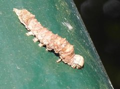 Ischyja
