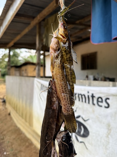 Panther catfish (Parauchenoglanis pantherinus) — Claroteidae