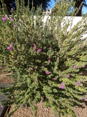 Leucophyllum frutescens