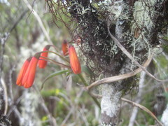 Bomarea costaricensis