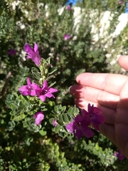 Leucophyllum frutescens