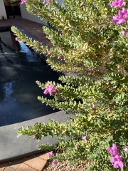 Leucophyllum frutescens