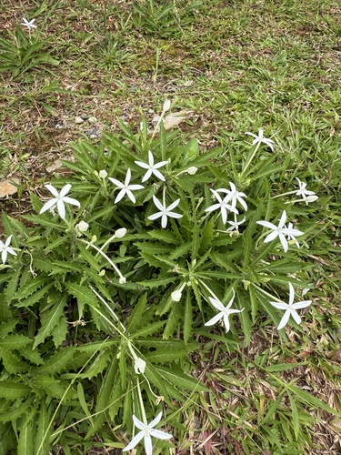 Star of Bethlehem