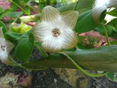 Polystemma guatemalense