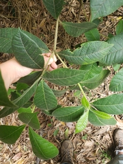 Alstonia muelleriana