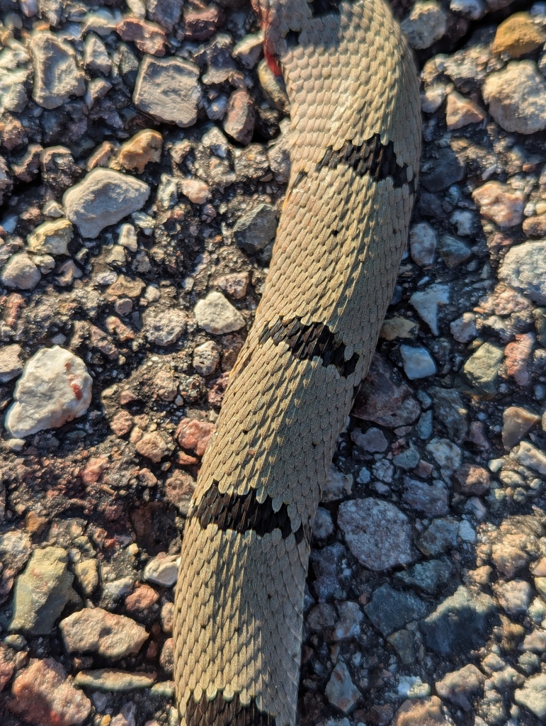 Banded Rock Rattlesnake in August 2025 by Matt Becker. DOR · iNaturalist