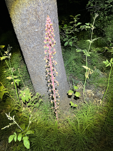 iNaturalist observation photo of woodland pinedrops