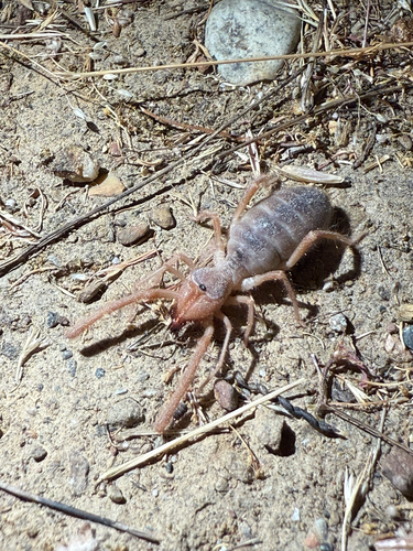 iNaturalist observation photo of Eremobates