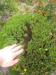 Hypericum costaricense