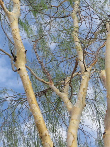 Willard's Acacia