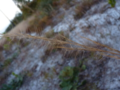 Aristida condensata