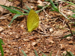 Pyrisitia dina westwoodi