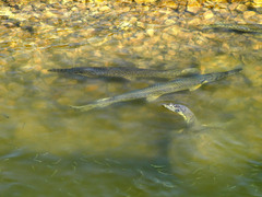 Apalone spinifera pallida