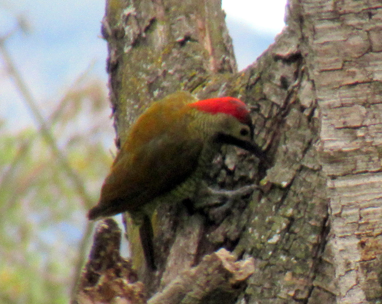 Colaptes rubiginosus image