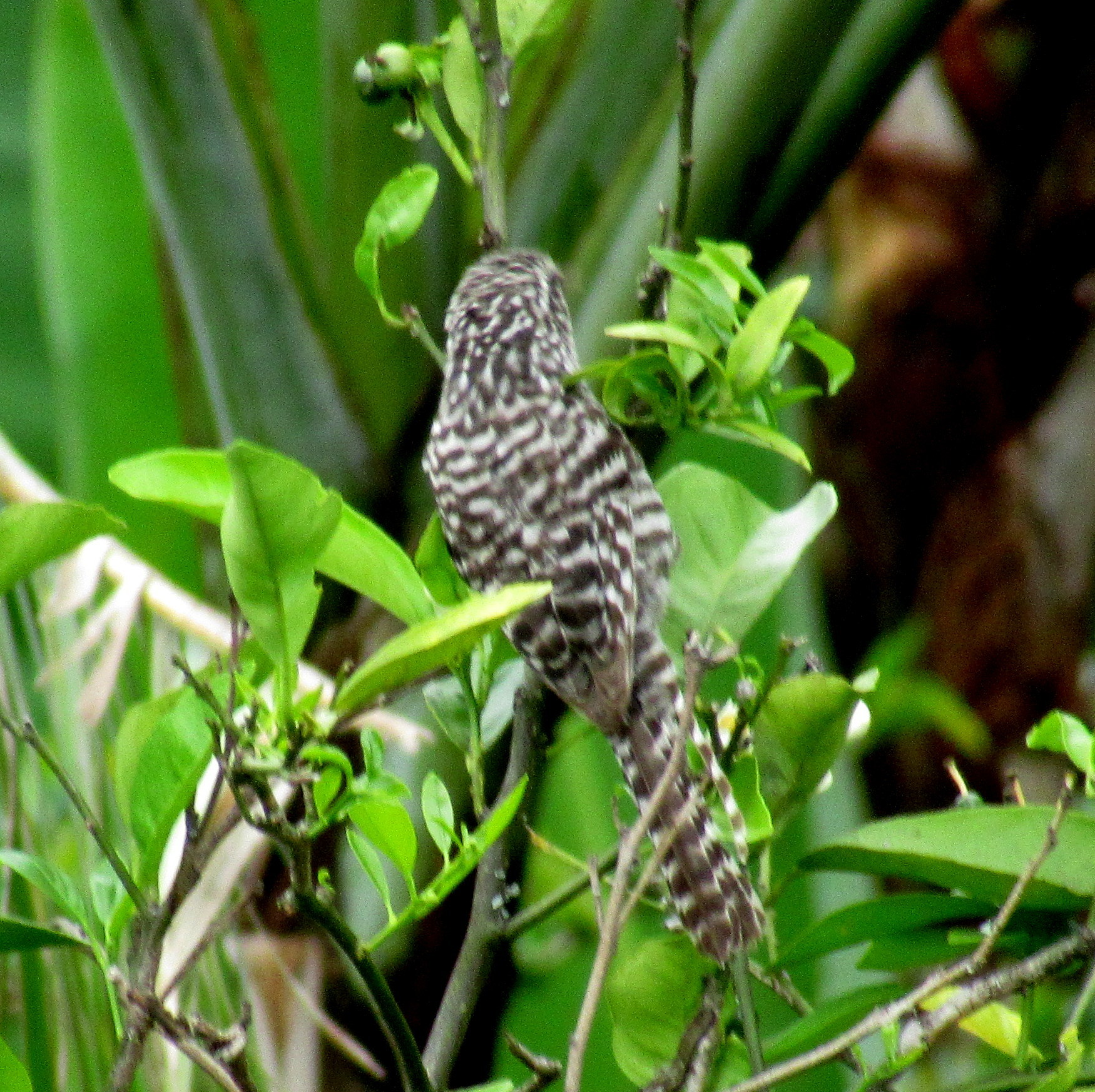 Troglodytidae image