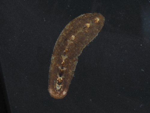 Cryptoplax japonica observed 2025-08-19