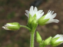 Cerastium brachypodum