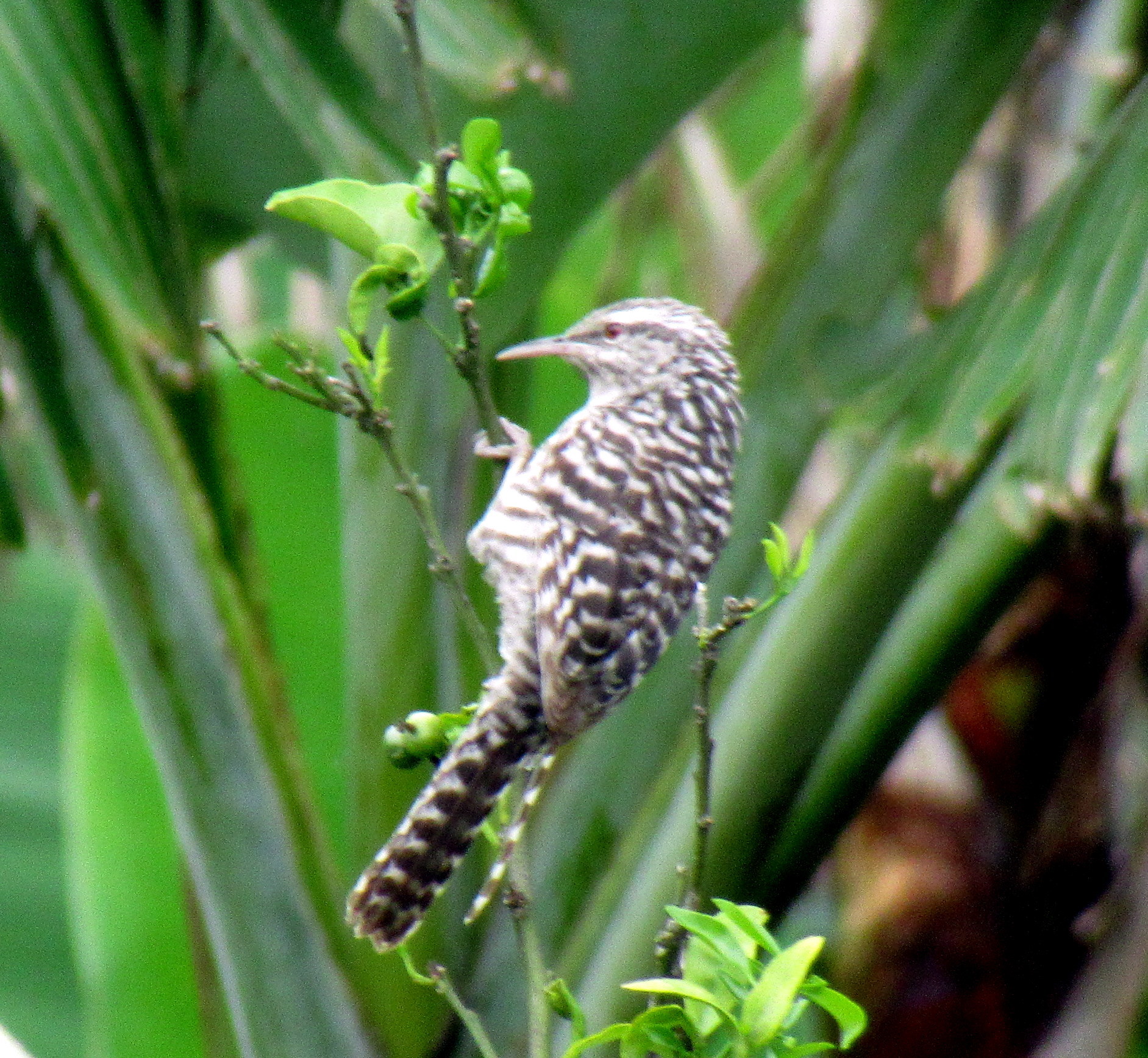 Campylorhynchus image