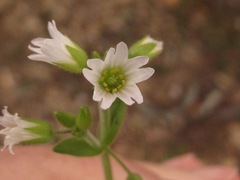 Cerastium brachypodum