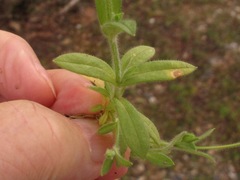 Cerastium brachypodum