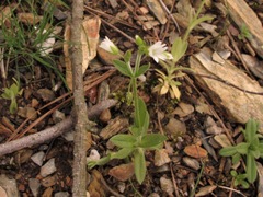 Cerastium brachypodum