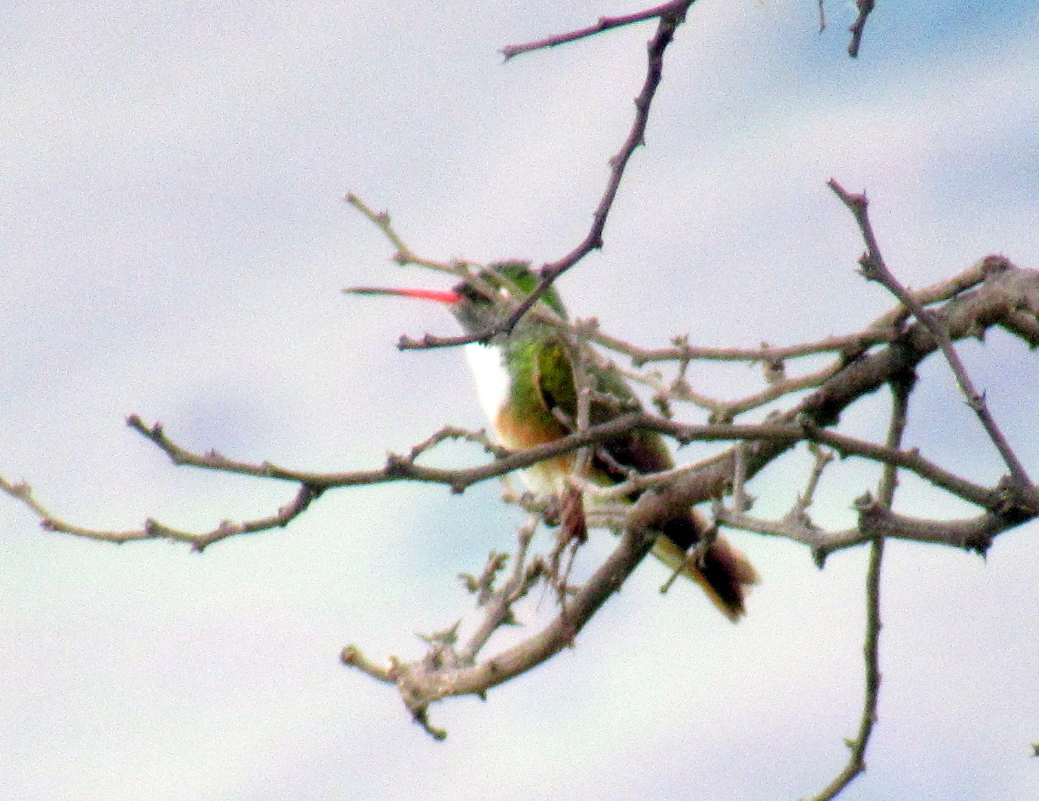 Amazilis amazilia image