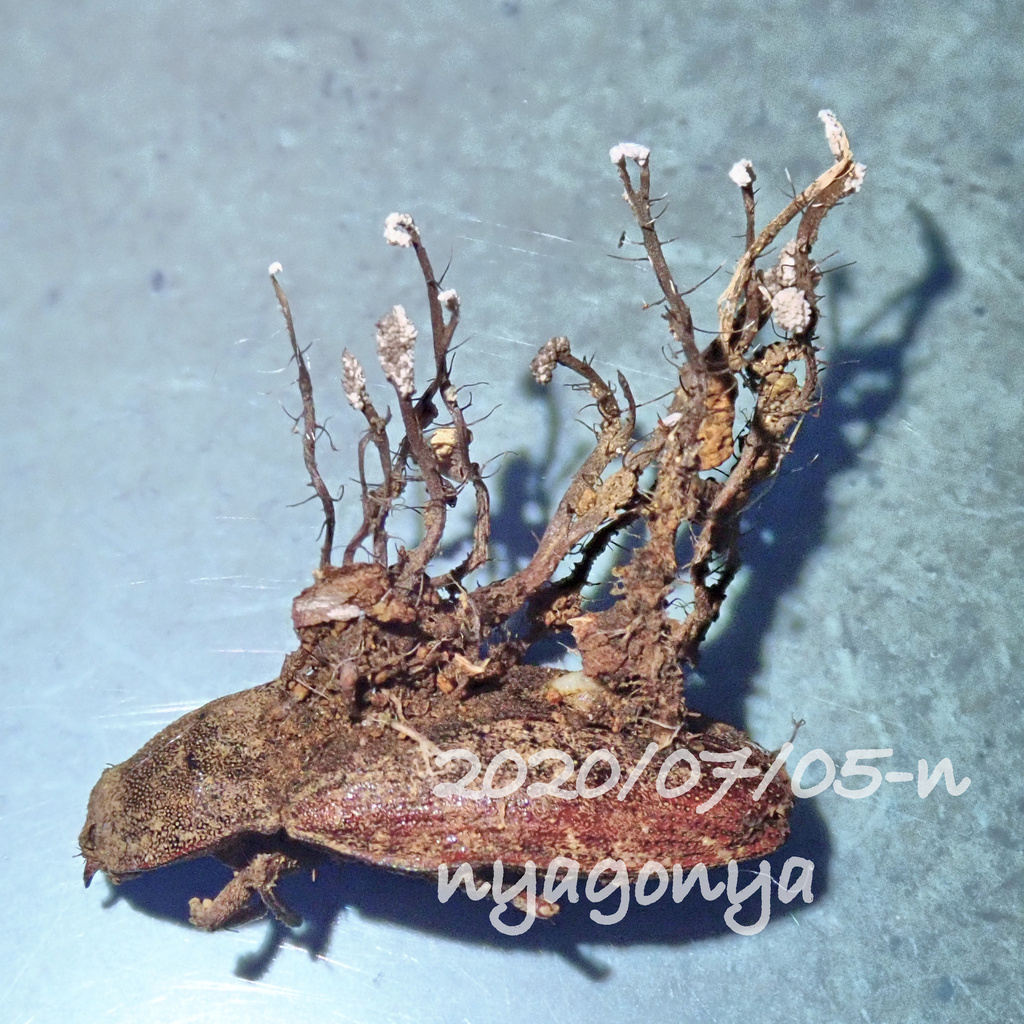 Ophiocordyceps myrmicarum