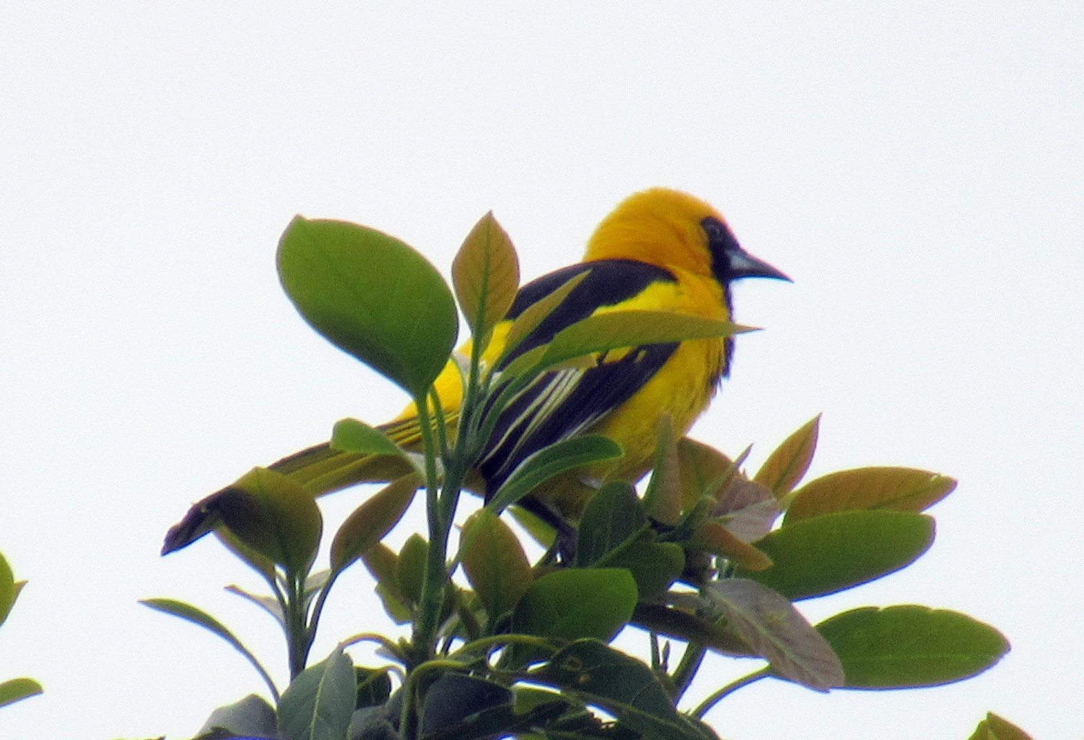Icterus mesomelas image