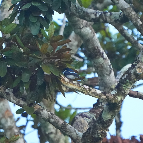 iNaturalist image