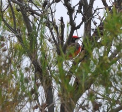 Epthianura tricolor