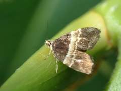 Choreutis basalis