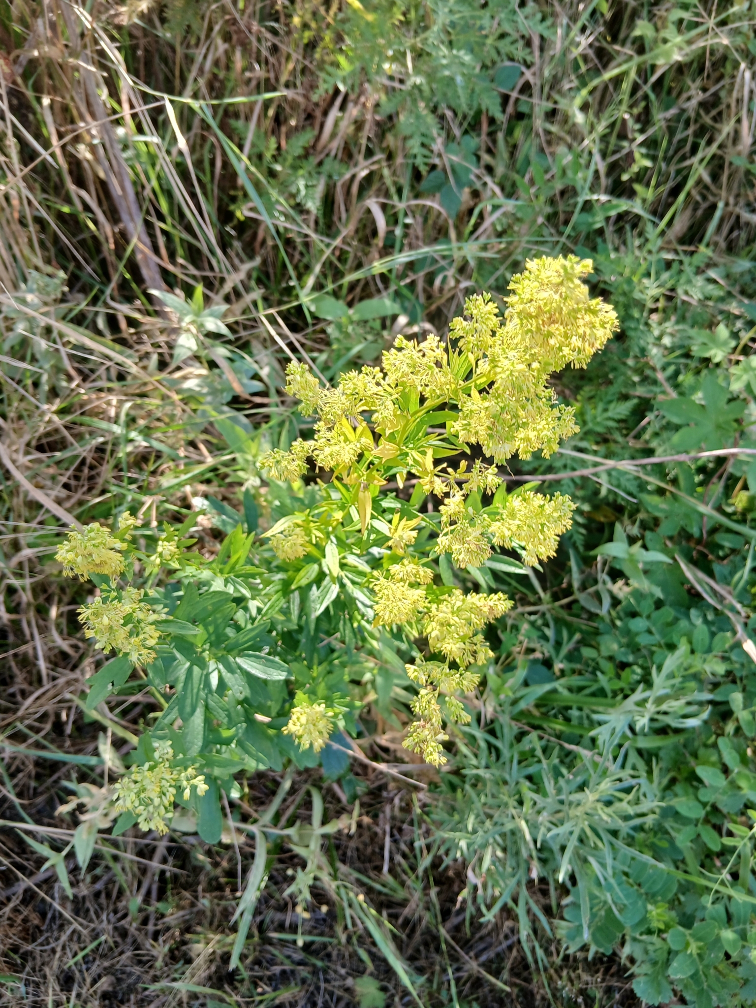 Thalictrum amurense