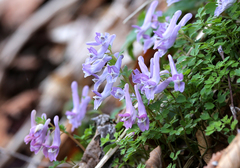 Corydalis lineariloba