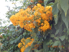 Sinclairia glabra