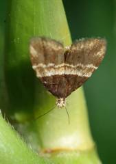 Choreutis basalis