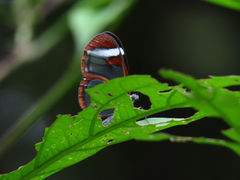 Pteronymia cotytto cotytto