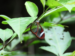 Pteronymia cotytto cotytto