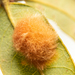 Wool-bearing Gall Wasp - Photo (c) Miles Zhang, some rights reserved (CC BY-NC), uploaded by Miles Zhang