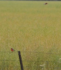 Epthianura tricolor