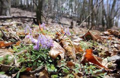 Corydalis lineariloba