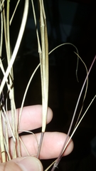 Aristida condensata