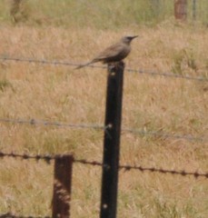 Cincloramphus cruralis