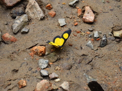 Cyllopoda jatropharia
