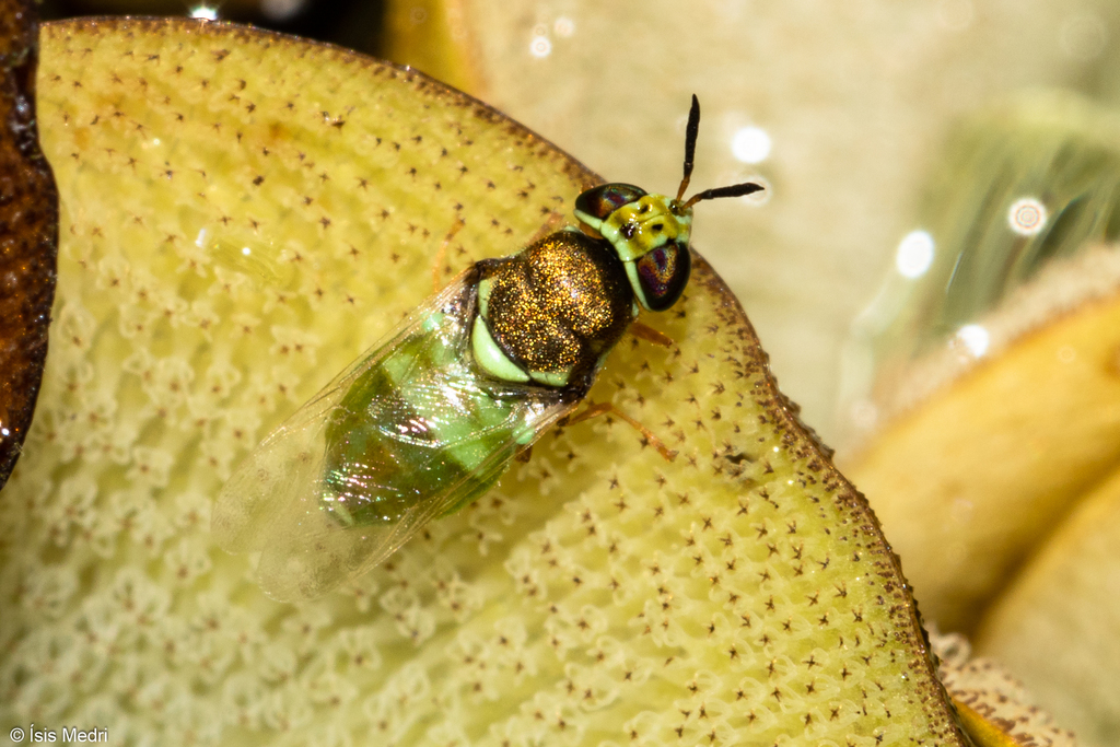 Stratiomyella nana